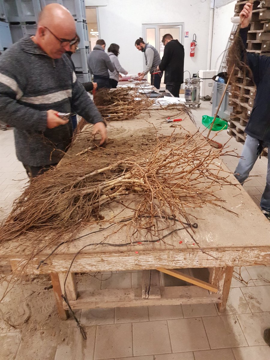 LaurentAudeguin's tweet photo. L'équipe @UMREGFV avec @vignevinfrance Tri des plants, prélèvements, analyse #Origine @nemlaollat https://t.co/2GFifvMhuo