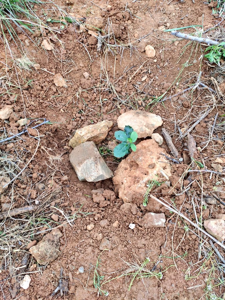 Estimem Font del Gos tweet media