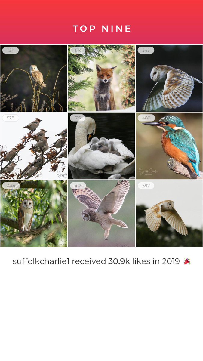 chunky8019's tweet photo. Happy with how my 1st year doing wildlife photography has gone. Pictures are on my Instagram account SuffolkCharlie1. https://t.co/2YuHjEm4I7