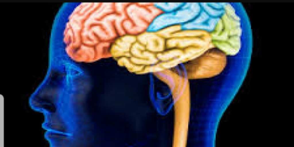 Brain tweet media