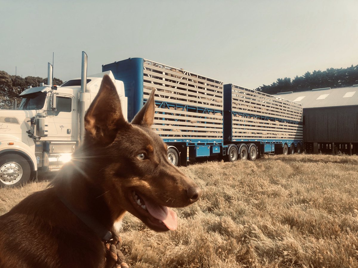 The crop has been harvested! Couldn’t be happier with the timing. Bye lambs 👋🏼

#aussieag #agriculture #primelambs