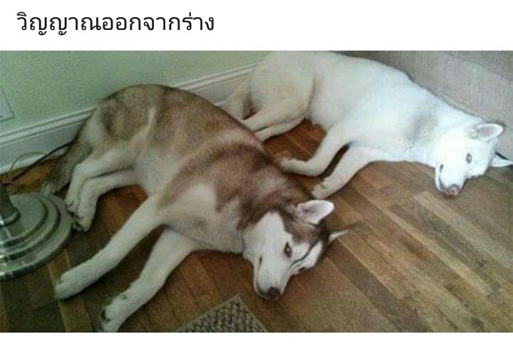 ตลกมาก 5555555555555555555555555555555