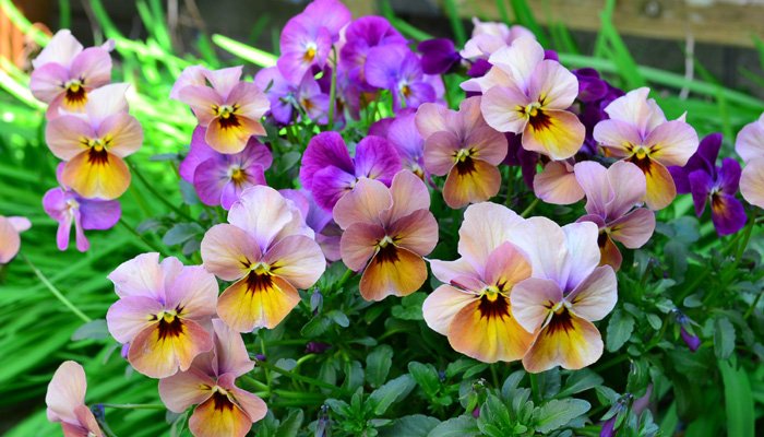 ビオラの花言葉 Twitter Search Twitter