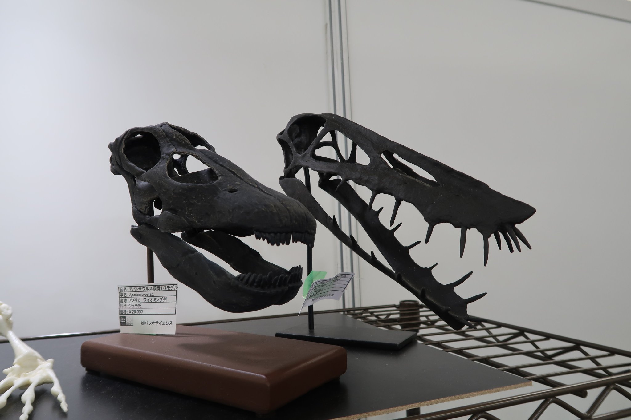 Asa パレオサイエンスレポ 続 古生物レプリカシリーズ レプというより模型っていうのもある アパトサウルス 1 4スケール とハーパクトグナトゥス シャロヴィプテリクス 古人類頭骨いろいろ 東京ミネラルショー19 Asa パレオサイエンスレポ 続 古生物レプリカシリーズ レプというより模型っていうのもある アパトサウルス 1 4スケール とハーパクトグナトゥス シャロヴィプテリクス 古人類頭骨いろいろ 東京ミネラルショー19