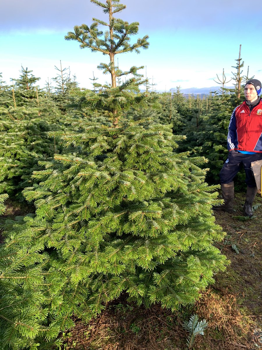 Doylescafe tweet media