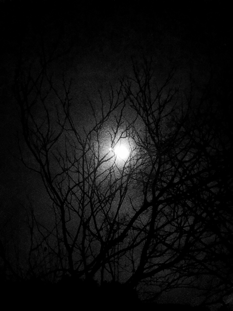 quothron's tweet photo. ℭ𝔞𝔩𝔩 𝔒𝔣 𝔗𝔥𝔢 𝔙𝔬𝔦𝔡 #dark #darkphoto #darkphotography #darkaesthetic #darkatmosphere #photo #photography #aesthetic #atmosphere #blackmetal #blackandwhite #blackandwhitephoto #blackandwhitephotography #night #fullmoon #moon #deadtrees #trees #pagan #poland https://t.co/CkIFCQwMfl