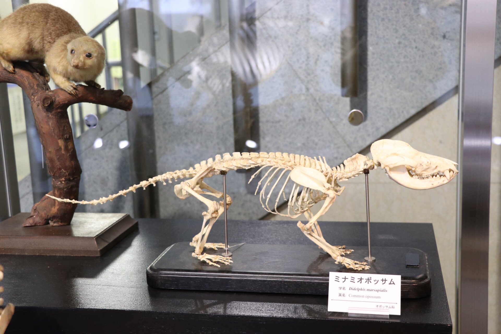 高品質 オポッサムの頭骨 ☆ M サイズ