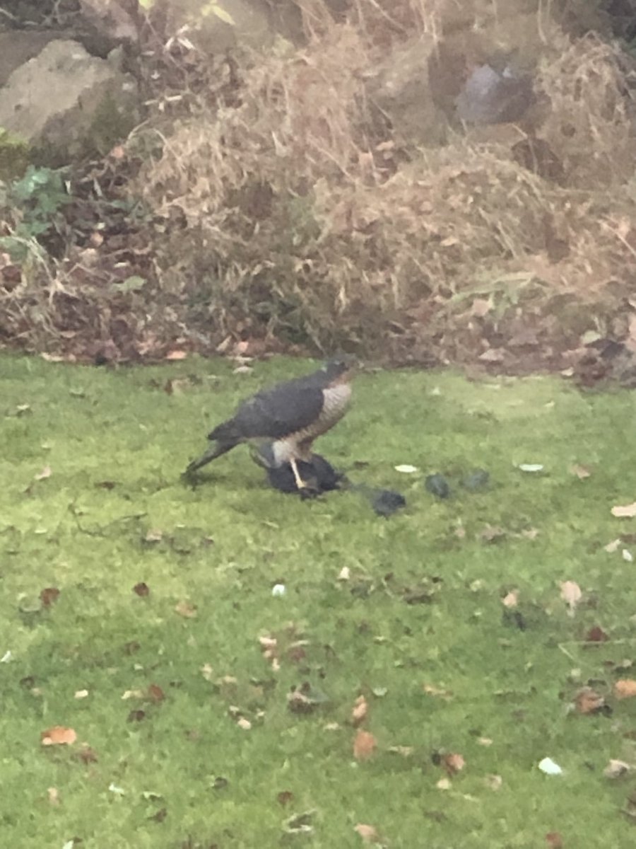 Went to feed the birds this morning and within 10 mins this little friend popped down to eat the birds! Circle of life I guess <a href="/ChrisGPackham/">Chris Packham</a>