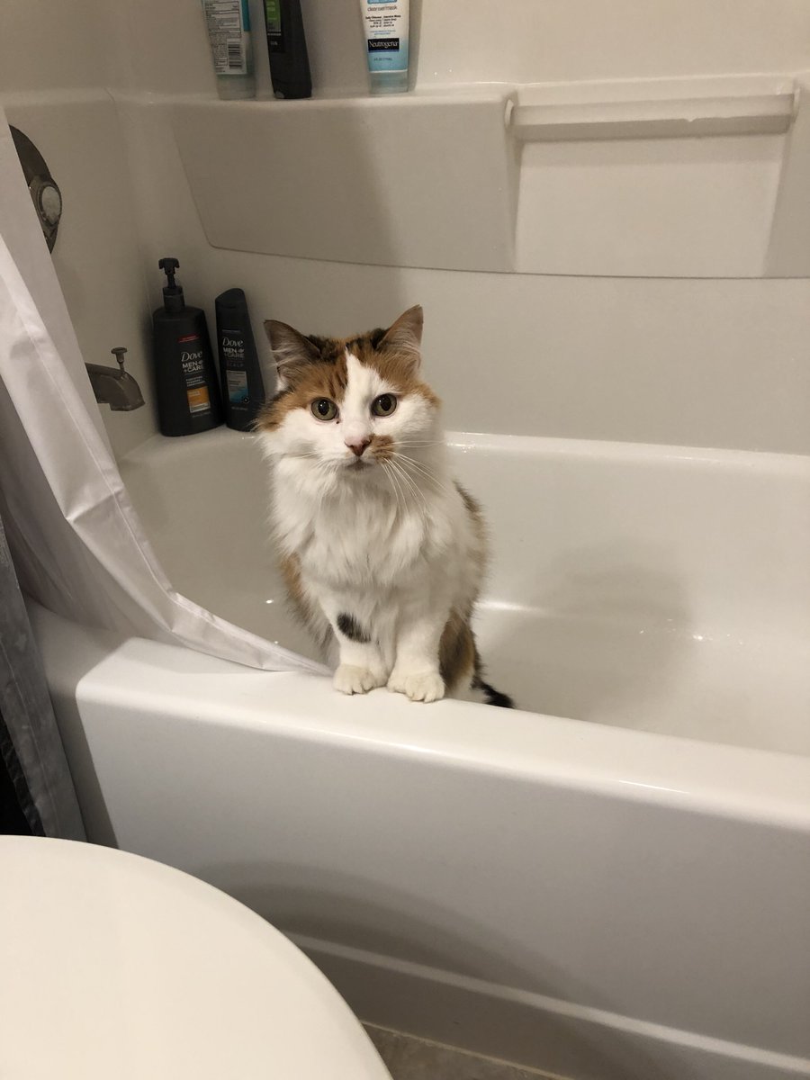 ThrivingCat's tweet photo. #SaveGypsy #GypsyNeedsAHome #AdoptASeniorCat I adopted my girl at 14. She is 16 now. Look how young and spunky she is! Adopt a senior like Gypsy today!! https://t.co/VGEJKdIubX