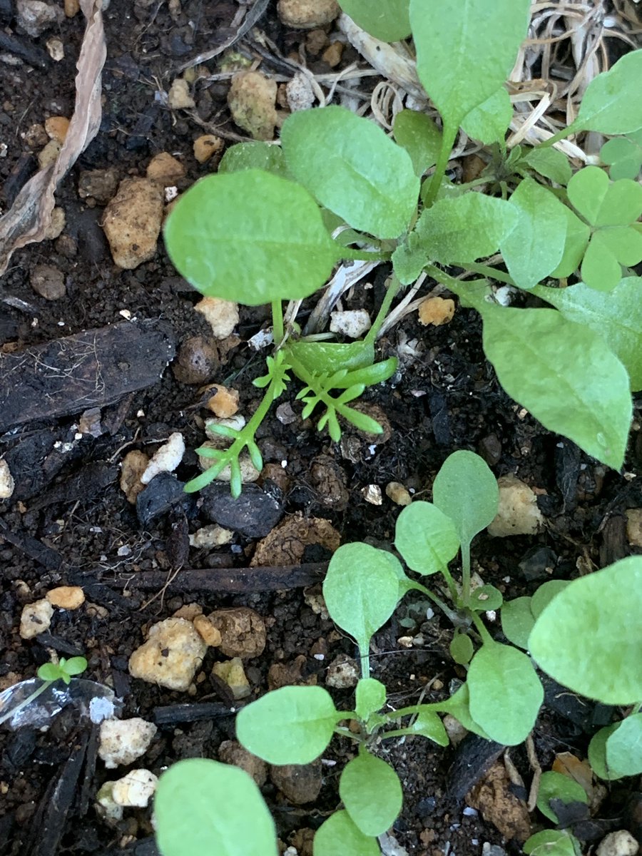 なちゅら 菜園初心者 ビオトープ 雑草しか生えていないベランダのプランター どんな雑草が育つか見たいのと こんな小さいスペースでも生命を感じられることがなんだか嬉しく 水やりをしています すると昨日 春に咲いたジャーマンカモミールのこぼれ種