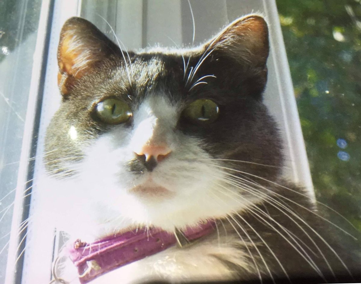 ⚠️ MISSING FROM #CHEADLE VILLAGE PLEASE SHARE ⚠️This is Pistachio who has been missing for a week from Ash Avenue in SK8. We have searched the new and old areas and neighbours.She is microchipped. Please get in touch if you have any information.