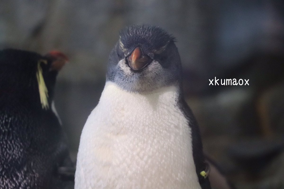 Kuma イワトビペンかっこいい ヒナちゃん何羽かいました 海遊館 イワトビペンギン 12 1