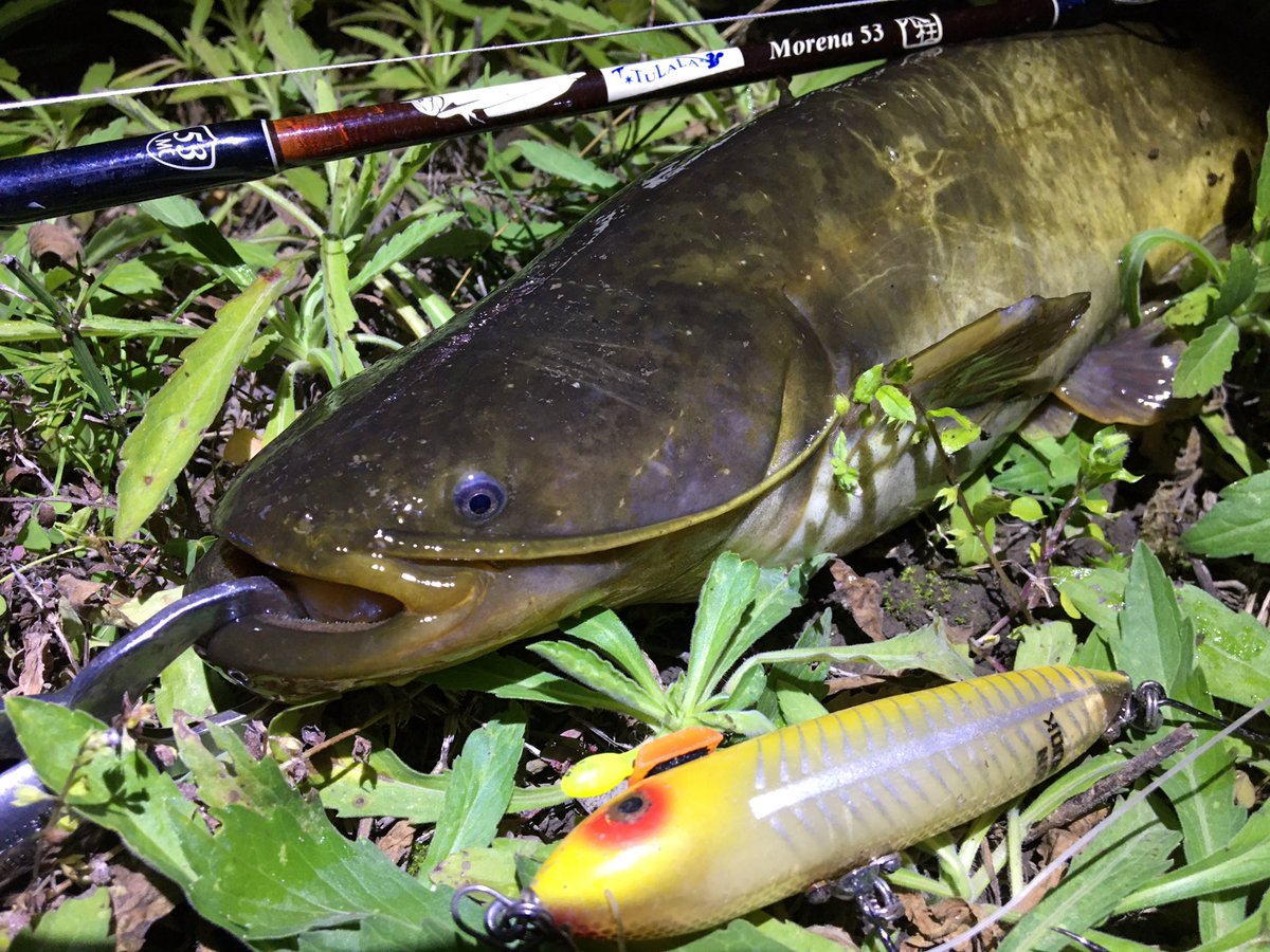 Syunsyun ついつい夢中になって時間を忘れてしまうナマズ釣りは子供の頃の魚取りを思い出す 大人になりきれないね ラストはナナマル級バラして終了 ナマズさんありがとう 軍団鯰トップ道 Tulala モレーナ53 Heddon Old 1st ザラスプーク