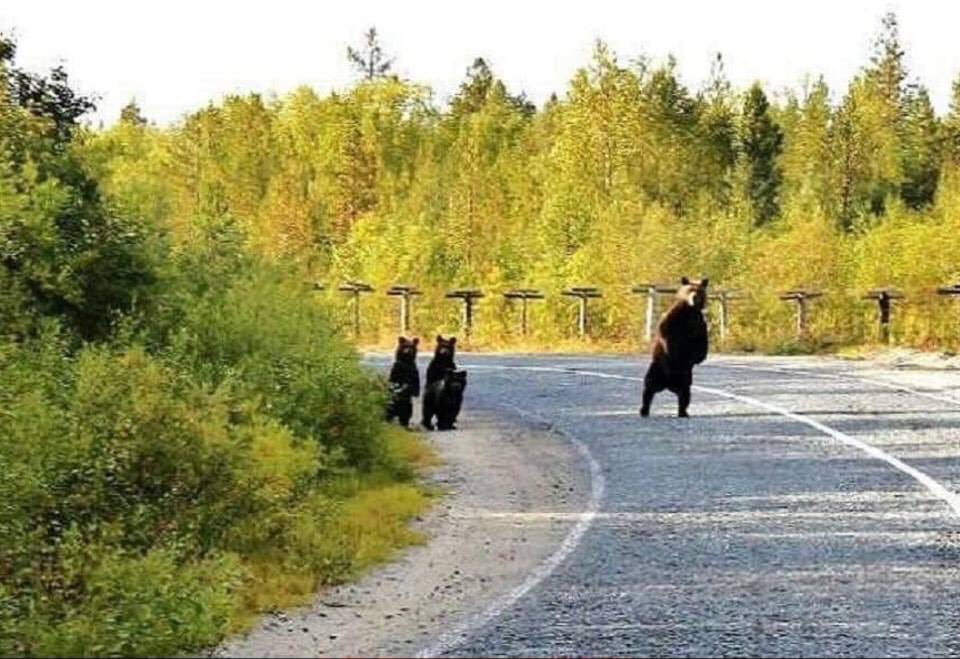 Mother’s love 💕🐻 
Momma Bear checking for traffic before letting her cubs cross the road. 
#SundayThoughts