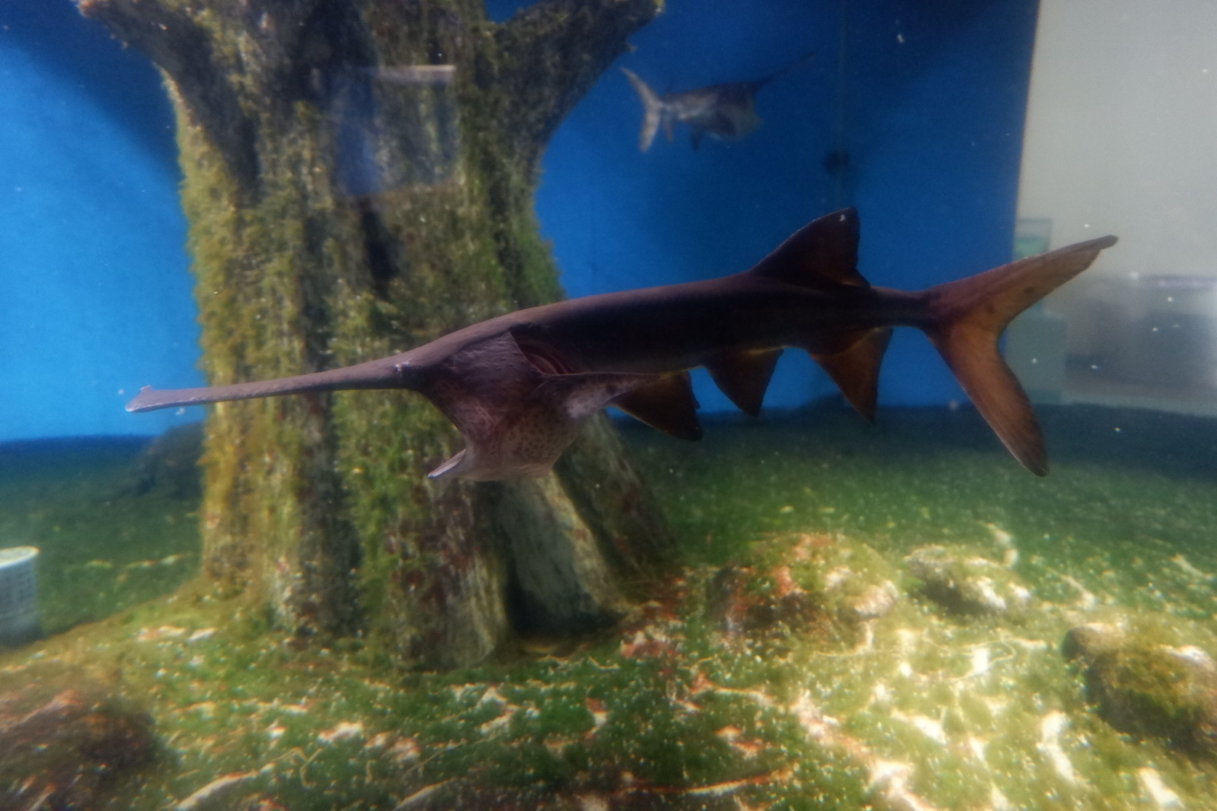 水族マン ビーサポ 飼育の難しいヘラチョウザメ ウバザメを連想してしまいます ヘラチョウザメ 古代魚 須磨海浜水族園 水族館 T Co Qqtwygfrbr Twitter 水族マン ビーサポ 飼育の難しいヘラチョウザメ ウバザメを連想してしまいます ヘラチョウザメ 古代魚 須磨海浜水族園 水族館 T Co Qqtwygfrbr Twitter