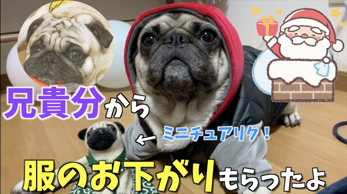 パグ犬リクの部屋 Youtube En Twitter 今日の動画をupしました プレゼント開封 パグの兄貴から 一足早いプレゼントもらっちまったよ Byリク T Co T2fm3chmf1 ぜひ 見に来てくださいね リクのおともだち パグログ の小虎くんもご紹介 犬の