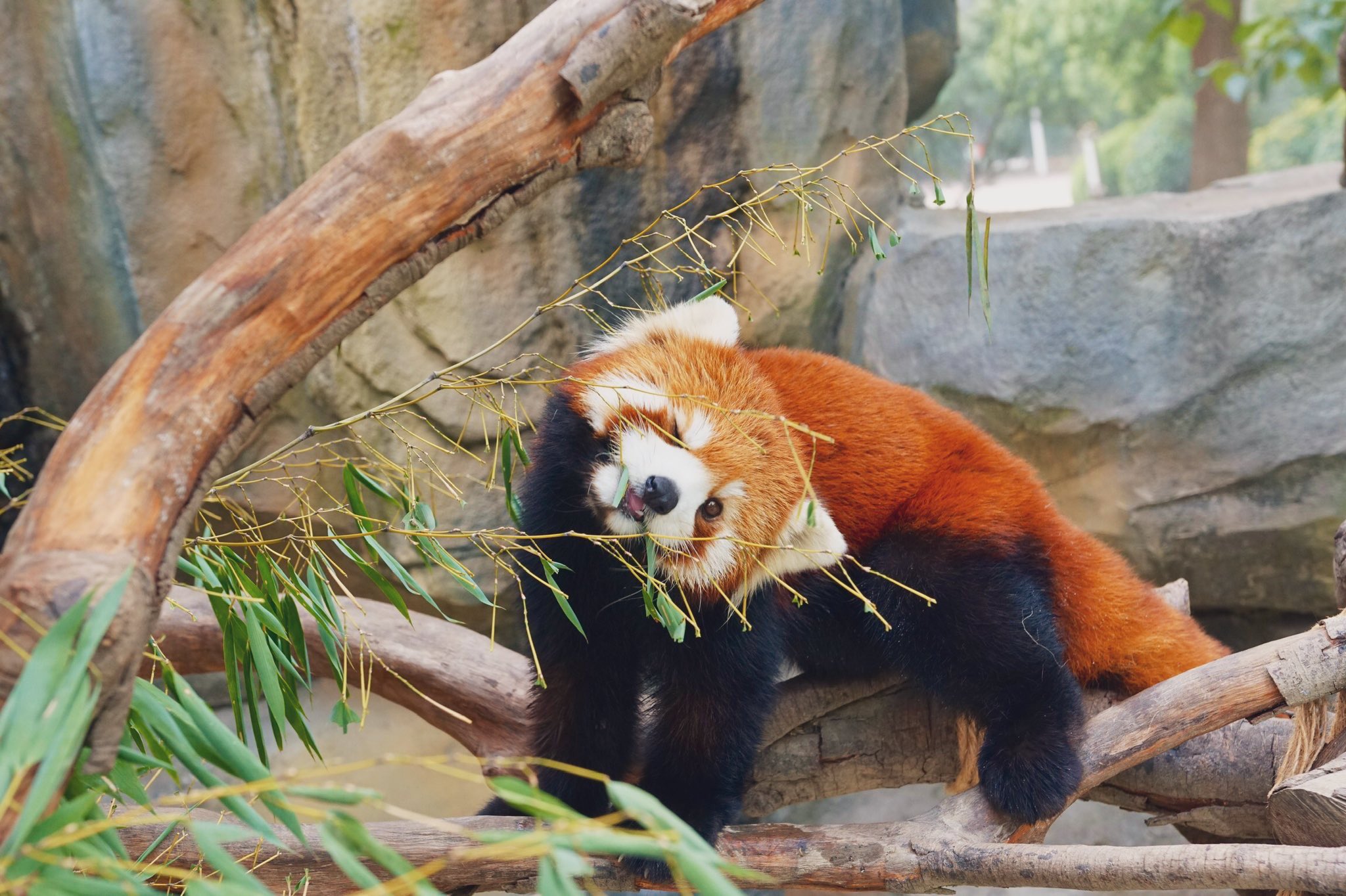 Redpanda Cloud レッサーパンダ大好き Redpandacloud Twitter
