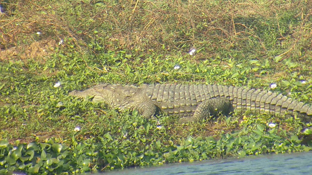 vncindia's tweet photo. Today during 2nd module of the #CCLT program of #volunteers involved in #CrocCount with #VoluntaryNatureConservancy. The training program took place at #Matalaj Village where the participants hit jackpot with 6 crocodiles spotted together #CCC2020 #CharotarCrocodileCount . https://t.co/ip6TK3HiXn