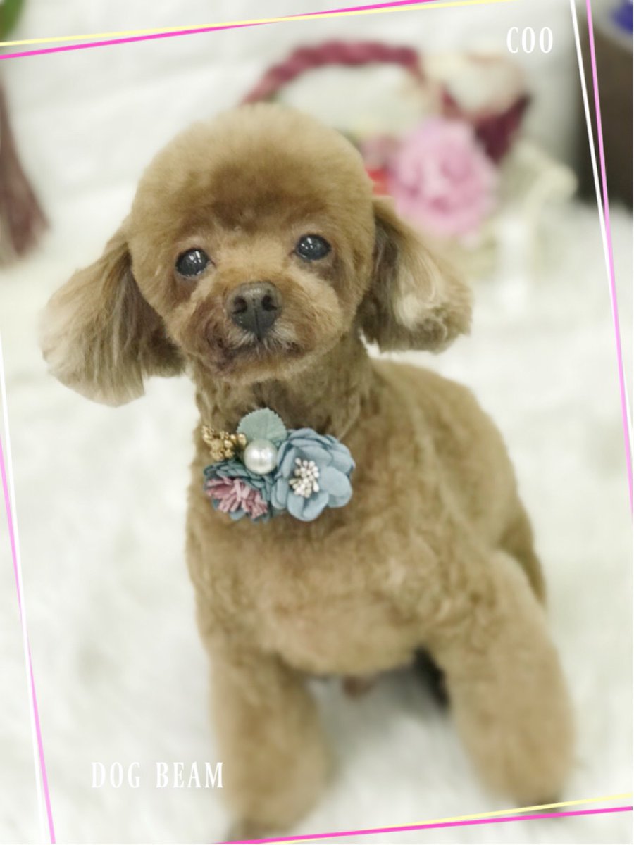 実家のフカフカ
ティさんおじいワンだからちょっとお写真あれやけど可愛いからいいよ 