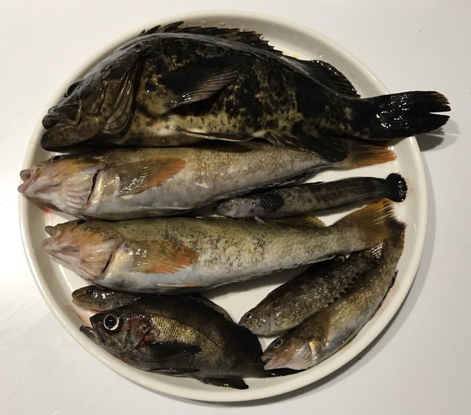 初めて夜釣り行ったけどめちゃ楽しかった 