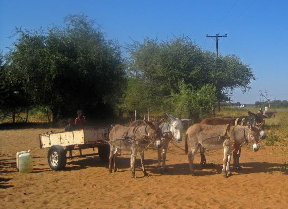 BrakeGlobal's tweet image. In Botswana, the Society of Road Safety Ambassadors (SORSA) has won an African Road Safety Observatory’s (#ARSO’s) Storytelling Award for a heart-warming film about its work to reduce the number of donkey carts hit by motorised vehicles. ow.ly/6CPV50xh8Vw  #VisionZero #SDGs