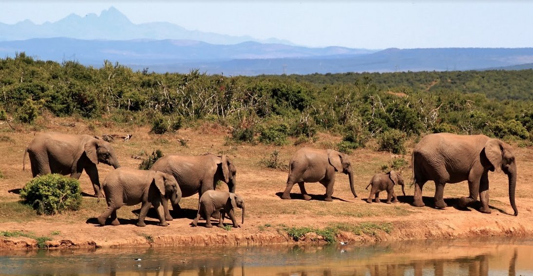 Elephant Protection Initiative tweet media