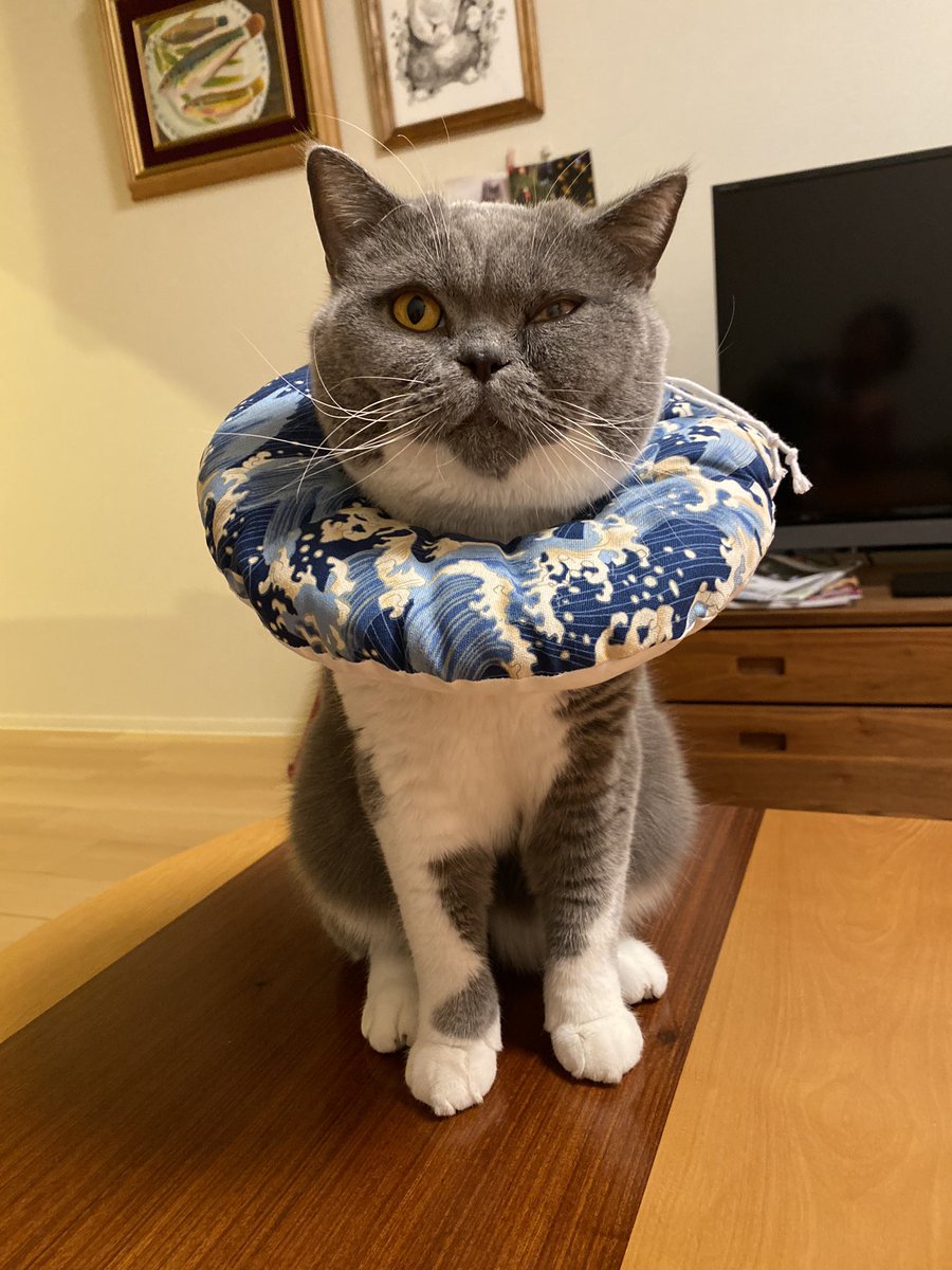 猫のエリザベスカラーをふわふわタイプのやつにしたらこんな感じになったよというお話 Togetter 猫のエリザベスカラーをふわふわタイプのやつにしたらこんな感じになったよというお話 Togetter