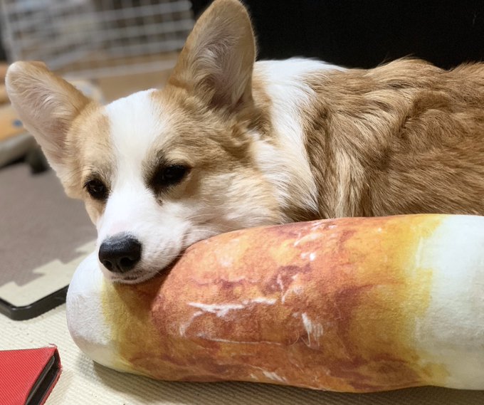 ニトリの チクワ が大人気 飼い主も楽しいペット用の 音が鳴るクッション