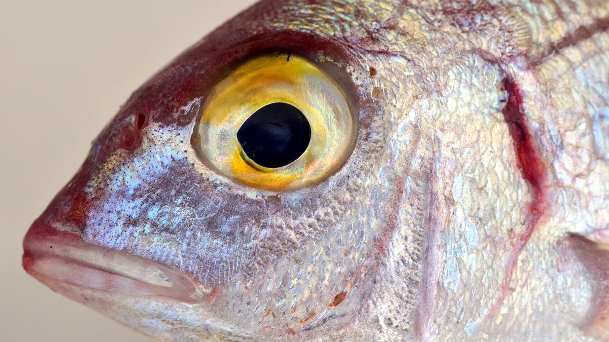 Empieza A Vivir Castilla La Mancha y hoy en nuestra sección de ciencia hablaremos de la relación entre el mercurio y el pescado con Rosa Rodríguez, catedrática de química analítica y gran experta en estos temas. Sintoniza <a href="/SERCLM/">Cadena SER Castilla - La Mancha</a> que empezamos 📻