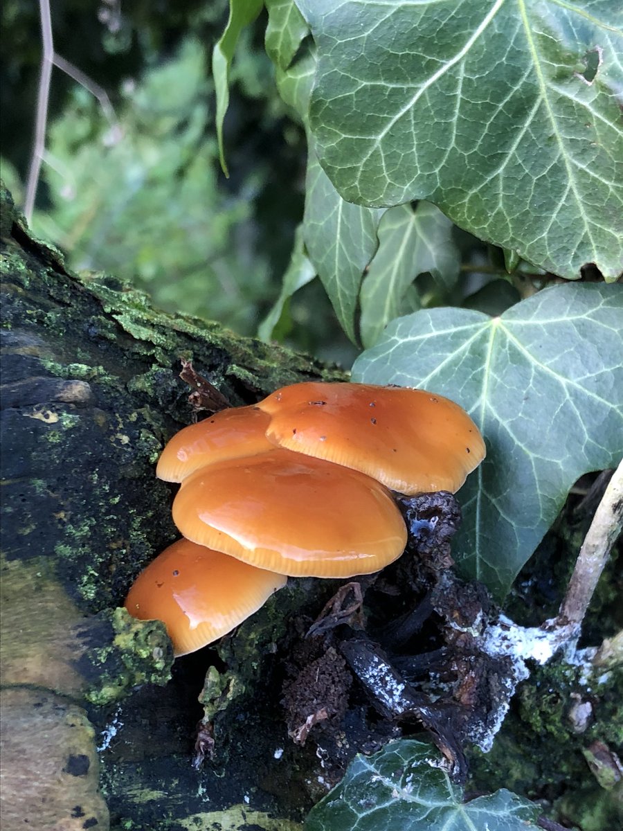 StComOrchard's tweet photo. Found this lovely Velvet Shank fungus ( Flammulina velutipes) on a dead elder stump in the Community Orchard. It is one of the few mushrooms that fruits in winter. #fungi #mushrooms @SussexWildlife https://t.co/f6WDtlIBFK