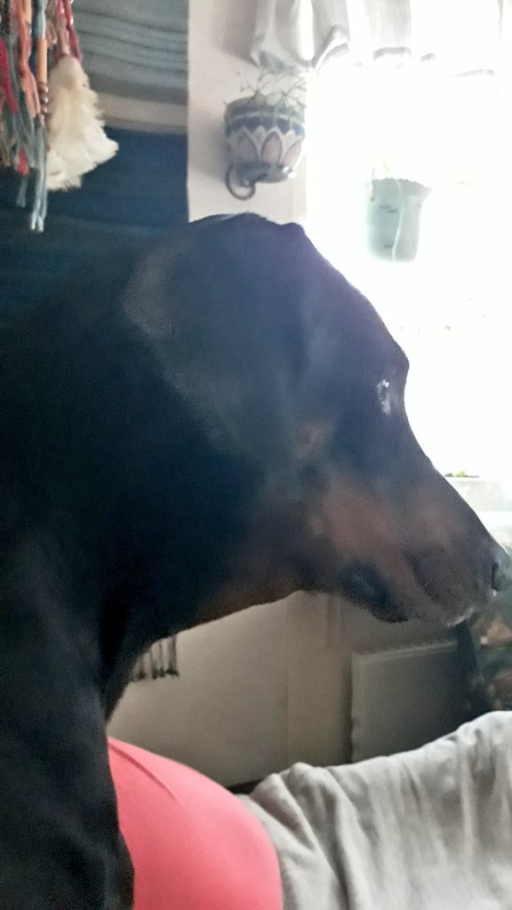 Bulla_Bella's tweet photo. "Djuret" som envisas sitta på ryggstödet till soffan. Älskade Rexen ❤❤❤
#rexen❤ #dobguns #ginogaudetti #dobermannlove❤️ #dobermann4ever https://t.co/VnziUQBdGm