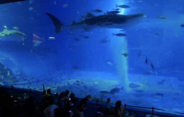 tabiplusone's tweet photo. 🐠古宇利ビーチ＆ナイトアクアリウム＆海洋文化館プラネタリウム🐠

夜をイメージした水槽のライティングや蛍光生物の展示、期間中の土日祝日にはサックスやバイオリンによる美ら海ナイトアンサンブルを開催します♪

#美ら海水族館  #沖縄
https://t.co/Huu3tQwxOc https://t.co/dZBWY8Rwk6