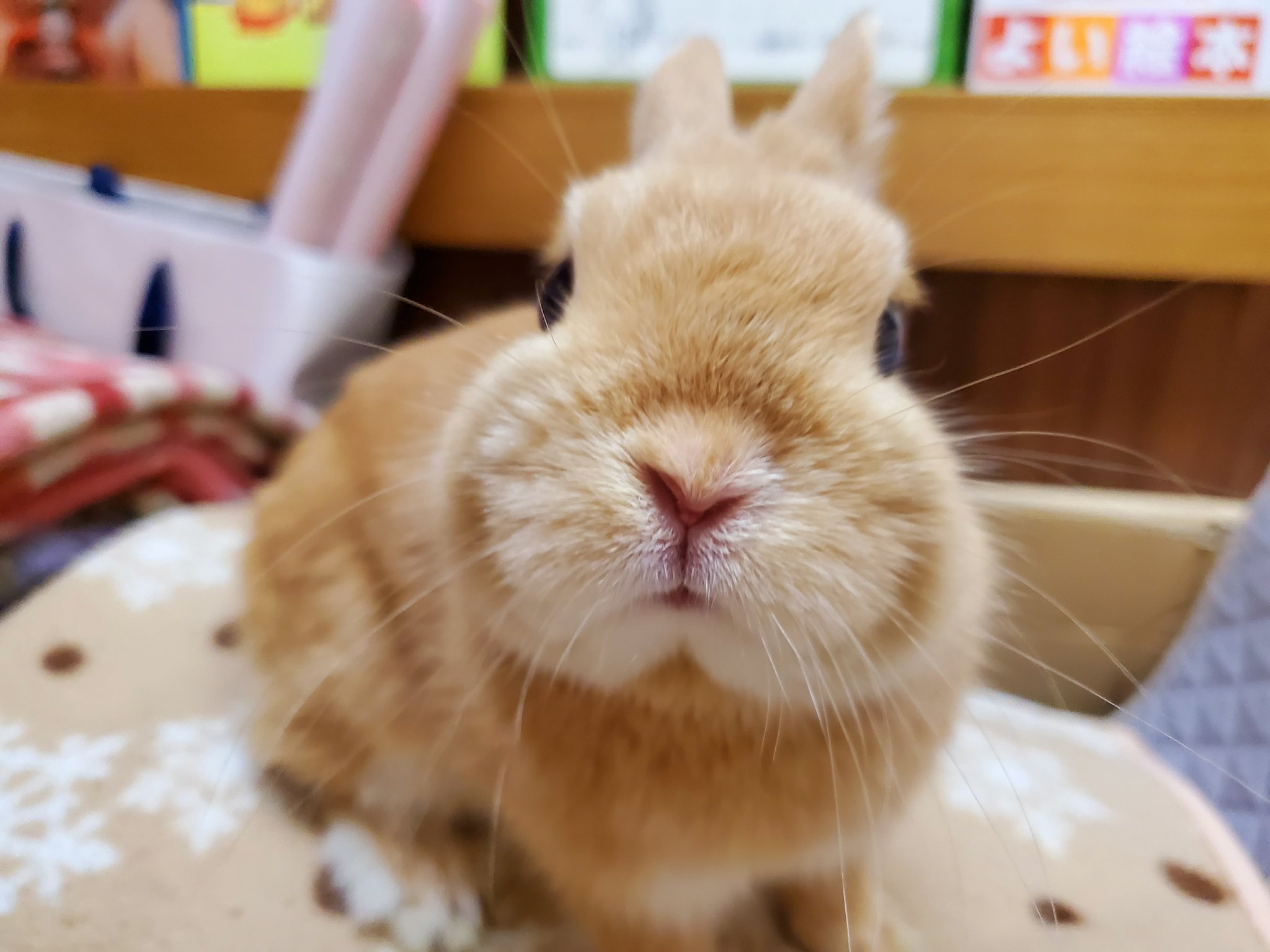うさぎの足ダン Twitter Search Twitter