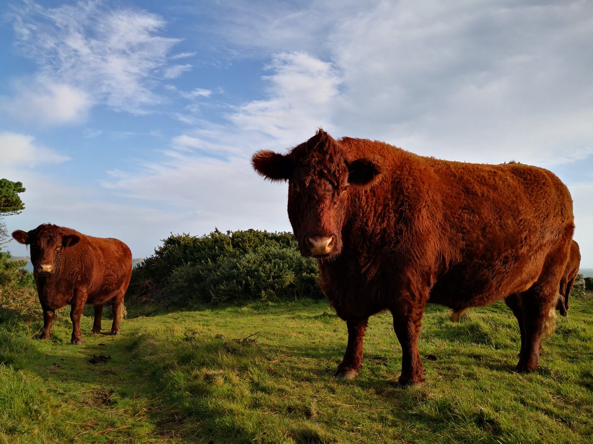 BareFoot_IOS's tweet photo. Look at these beauties!? @ScillyWildlife's #RubyRedDevon #Cattle looking gorgeous in the sunshine
π
Lovely to see that the #Choughs seem to appreciate them as much as we do; having followed them from their grazing site on #Peninnis #SSSI to Mount Todden
π
#Conservation #Scilly https://t.co/LouvD5Cpfl