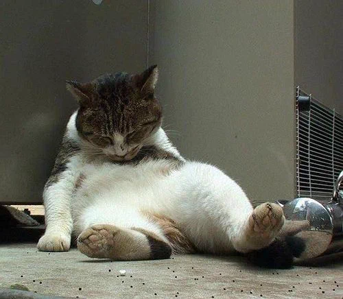 @ru_ruru831 @madokacchii お～い猫正宗持ってこい🍶 