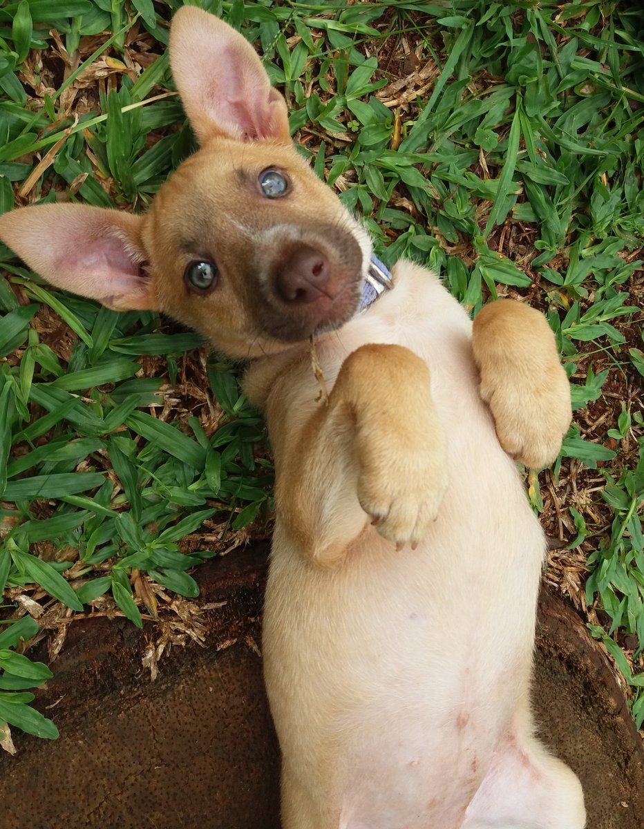 debopfaffen's tweet photo. @dogsreaction Mi princesa❤ https://t.co/Garsy22mOA