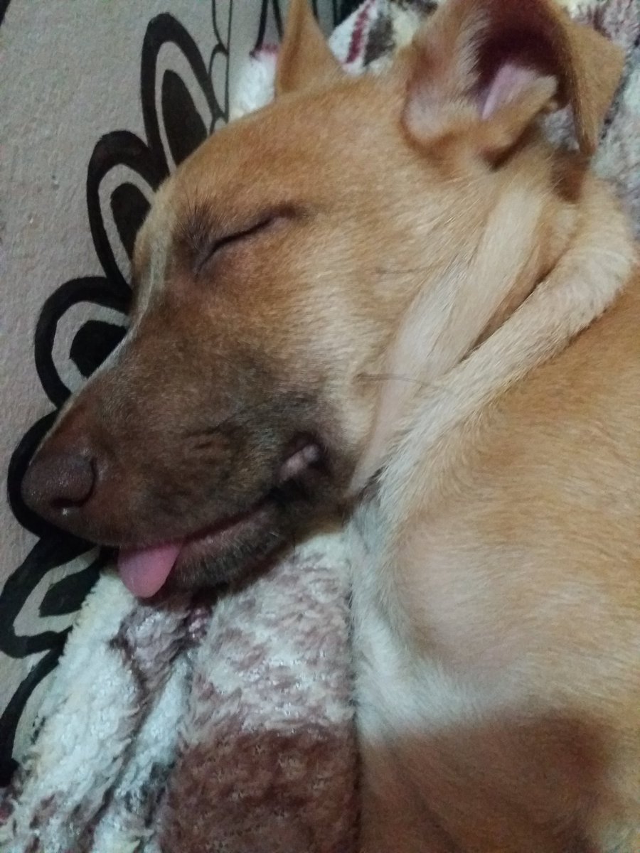 debopfaffen's tweet photo. @dogsreaction Mi princesa❤ https://t.co/Garsy22mOA