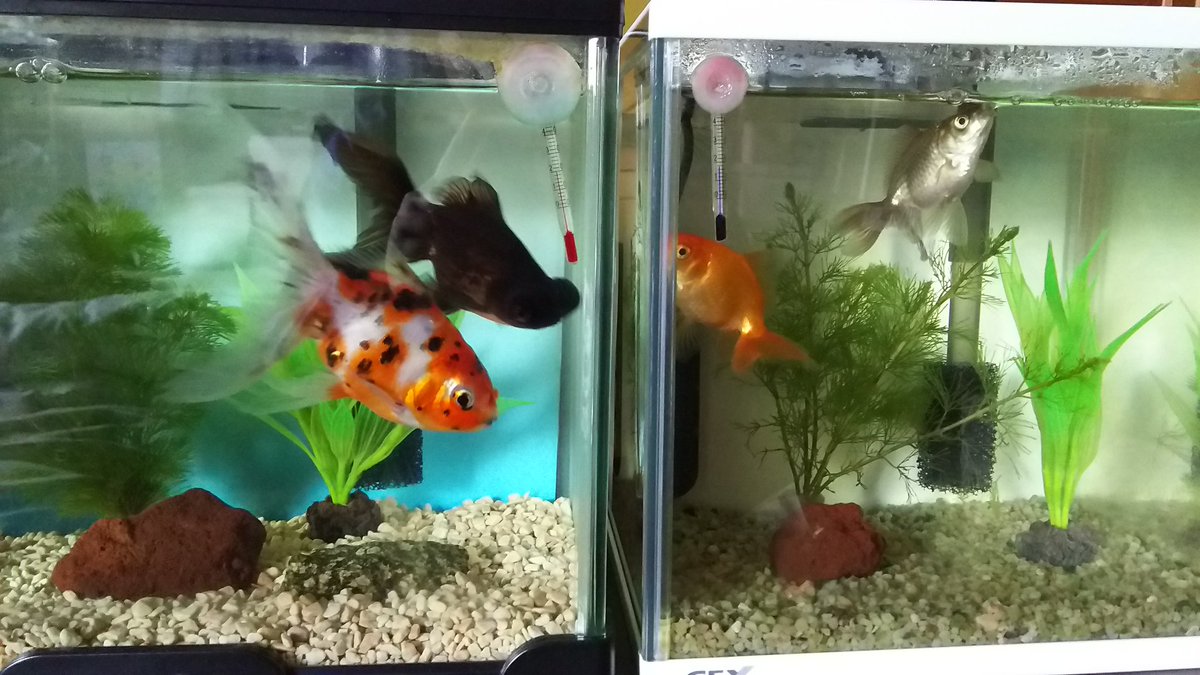 Taka 金魚 キャリコ琉金バカなのかな 転覆するから沈む餌に変えたのにずっと水面パクパクしとる O 黒出目はちゃんと沈んだ餌食べとるけどね Taka 金魚 キャリコ琉金バカなのかな 転覆するから沈む餌に変えたのにずっと水面パクパクしとる O 黒出目はちゃんと沈んだ餌食べとるけどね