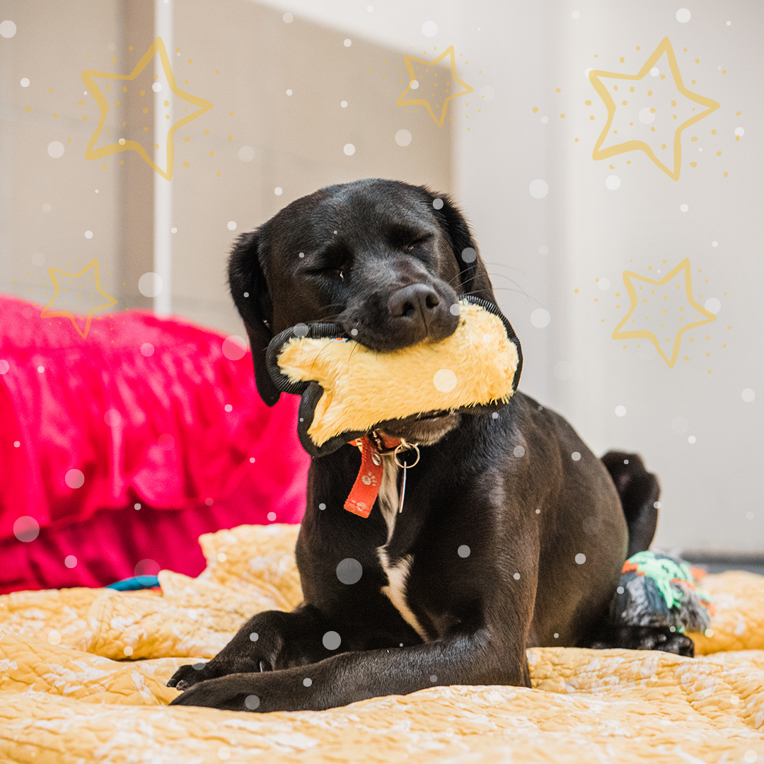themayhew's tweet photo. Please can you help make our resident cats and dogs Christmas as merry as possible by buying them a gift off our Amazon Wishlist? Every item will go to an animal in our care and will help make their stay as comfortable as possible. 
👉 https://t.co/JS7iJvt06F Thank you. 💜 https://t.co/dqeahLQ51T