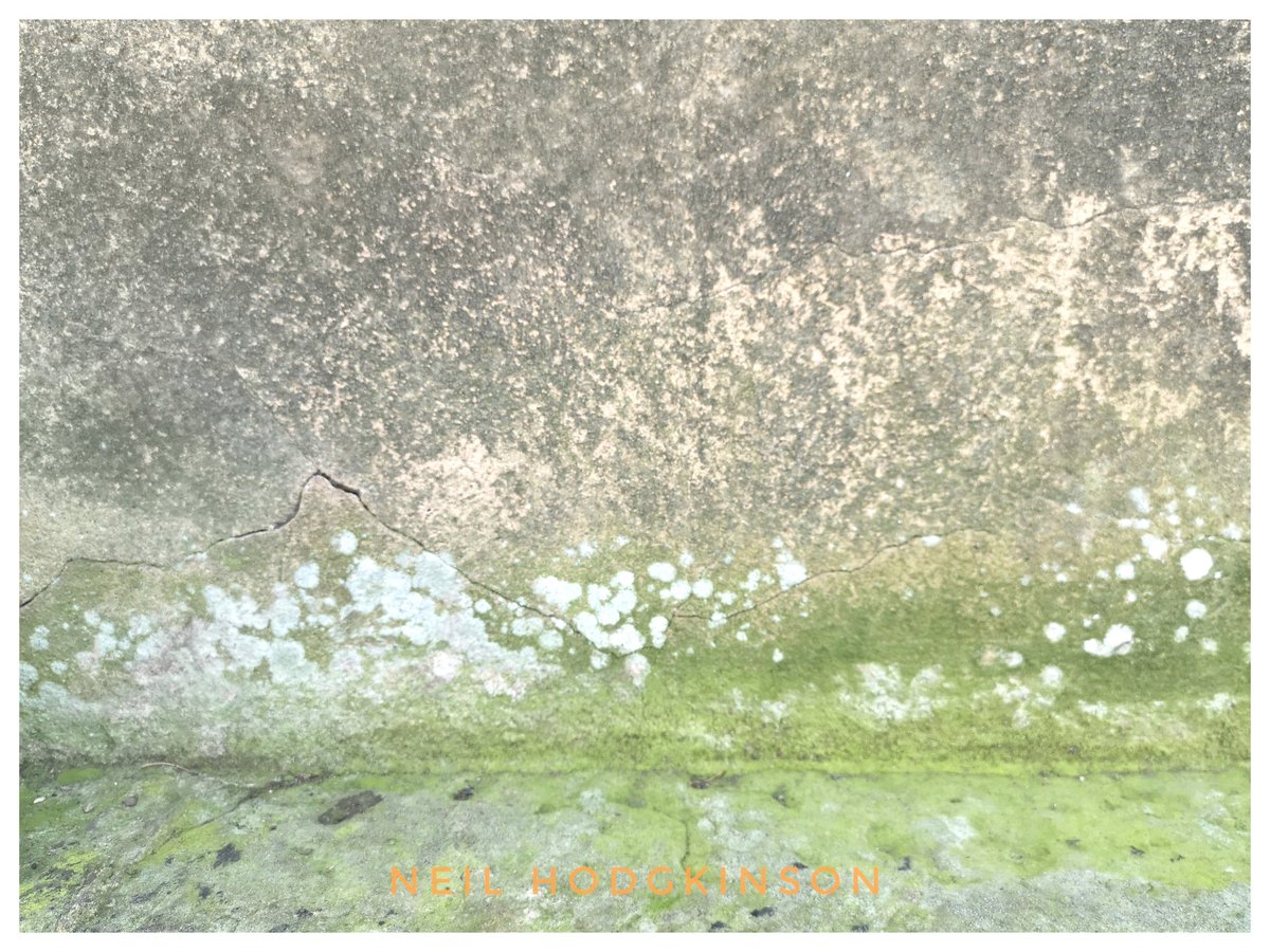 ArtNHodgkinson's tweet photo. A few moments captured today @YSPsculpture #art #arttherapy #Mindfulness #Wellbeing #creativewalks #nature #naruretrails #fungi #abstract #photography #abstractphotography https://t.co/ci1o0A3o6W