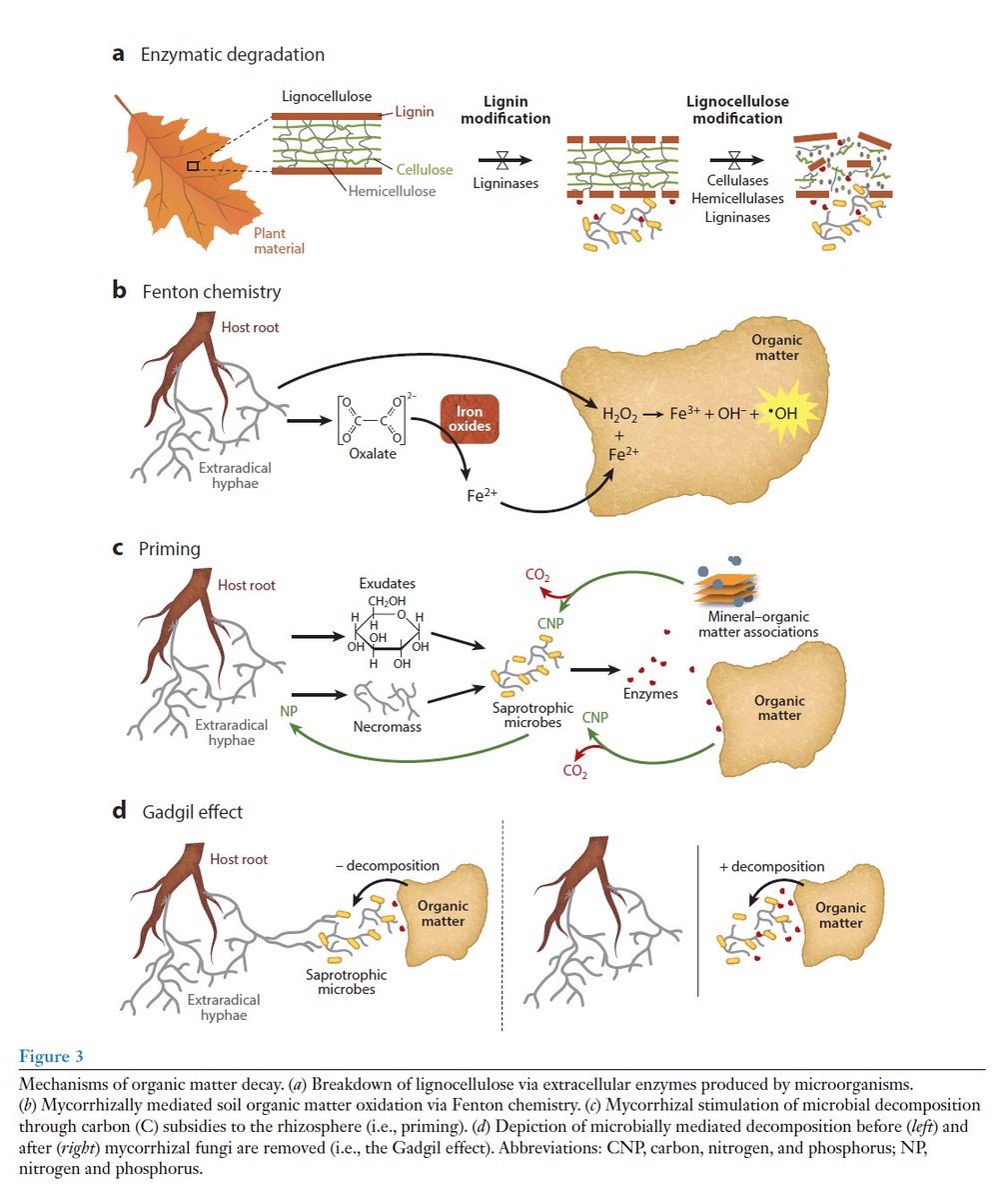 #Mycorrhizal #fungi are a major conduit of #plant #photosynthate to the #rhizosphere, they secrete significant quantities of #exudates.
Mycorrhizal #necromass plays a significant role in #SOM
formation and stabilization. annualreviews.org/doi/10.1146/an… by @seritafrey vía @AnnualReviews