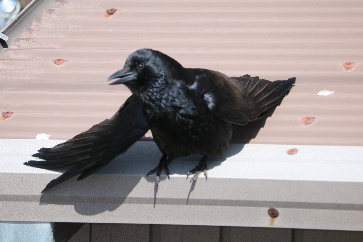 Suuujuuu's tweet image. 羽休め冬の陽射しに烏鳴く

#新俳句フォト #お～いお茶