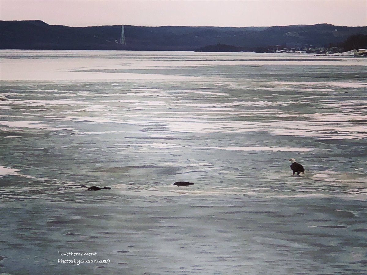 Suz0223's tweet photo. Mr Eagle and two otters out to play on Sunday morning!!!! #lovethemomentphotosbysusan https://t.co/ieRLdRbUiZ