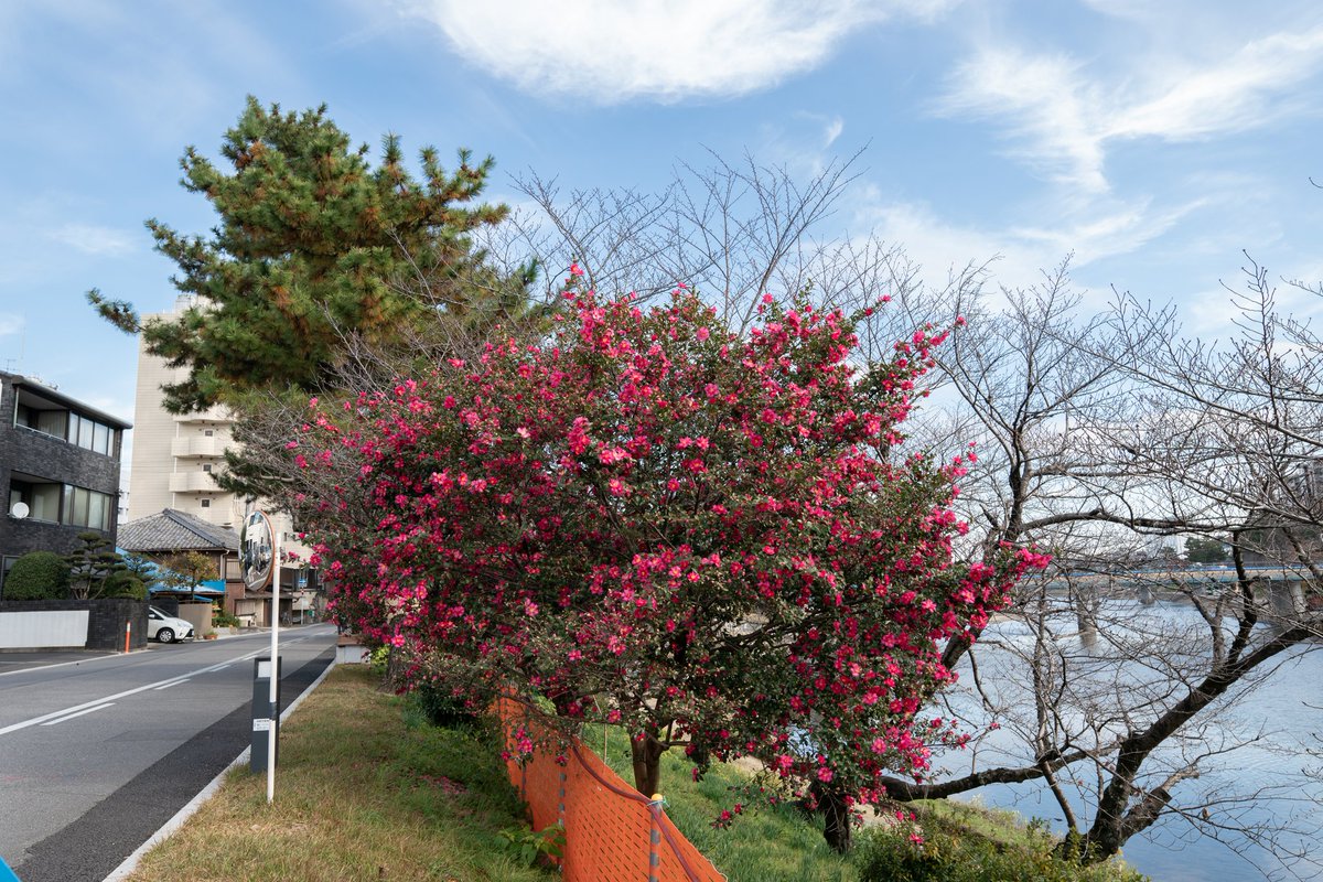 文月ゆうき Twitterissa 満開の椿 この椿は 花の数が多いのと葉が小振りなので サザンカとツバキの交配種かも それにしても花の数の多いこと 札には カンツバキ 表示 寒い冬を彩る椿の仲間たちは これから次々に咲いていきます 岡崎市 椿
