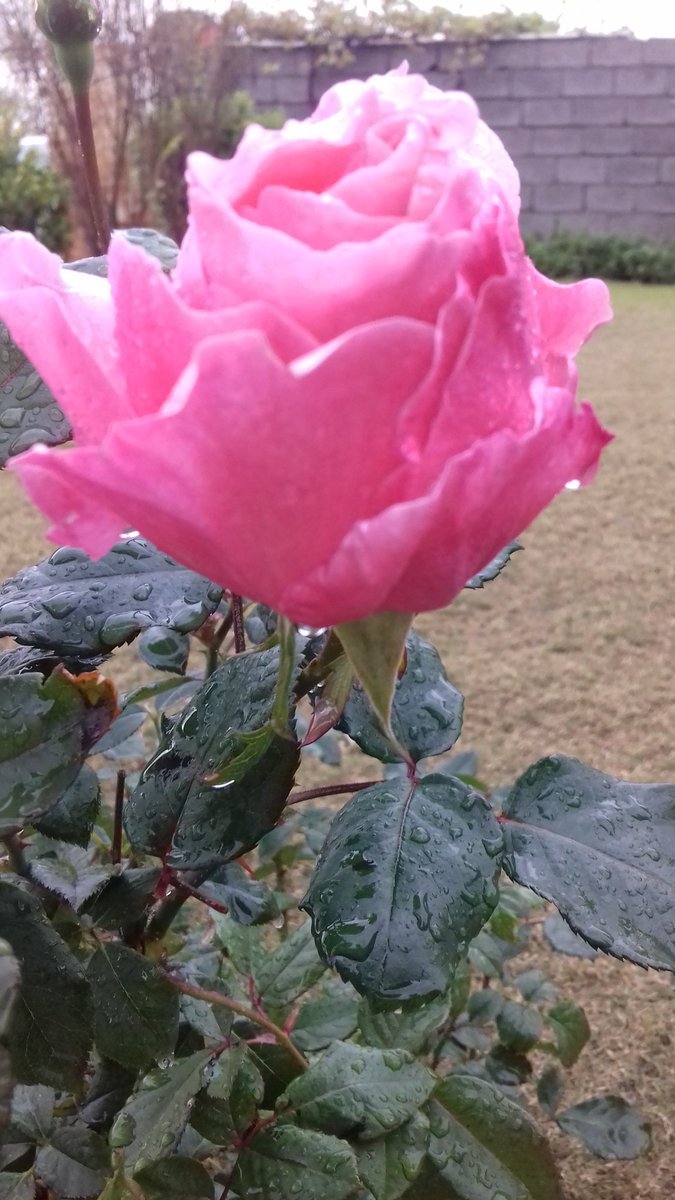 jasm 💜m💔A 💜 (@mahamdjasm) on Twitter photo 