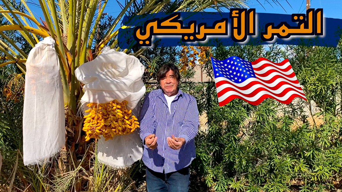 تمور ونخل أمريكا... وش تعرفون عنه؟ في هذا الفيديو بعض مزارع التمر والنخيل الامريكيه 🇺🇸 youtu.be/_8kbQnWWXlw