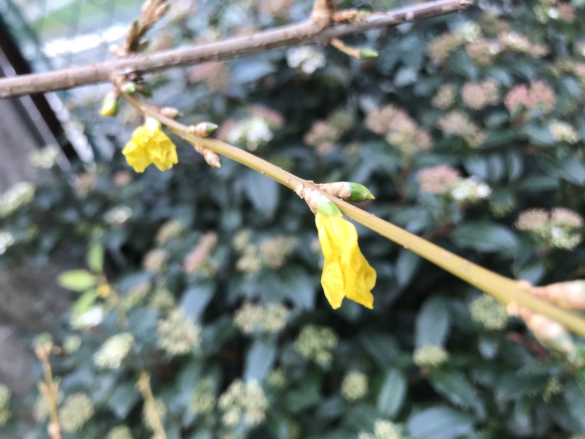 #warming or not warming #Climat? My tree is doing flowers and leafs today on Dec. 15 instead of May... no words... just continue to take airplanes for your #holidays or work... take your #car lonely for less then 10km instead of a #bike or bus... viewing much streaming...) 😔😤🥺
