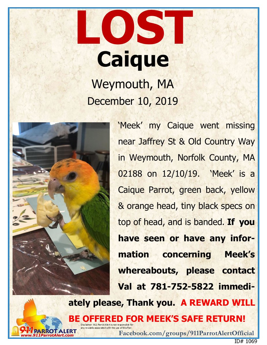 911ParrotAlert's tweet photo. LOST: CAIQUE “Meek”, Jaffrey ST &amp; Old Country Way, Weymouth, Norfolk county, MA 02188

FB Post: https://t.co/aFhZU5ubGj

#911ParrotAlert #lostbird #lostparrot #lostcaique #lostbirdMA #lostparrotMA #lostcaiqueMA #Weymouth #Norfolk #NorfolkCounty #MA #Massachusetts #lostbirdsMA https://t.co/QawKuxeHKC