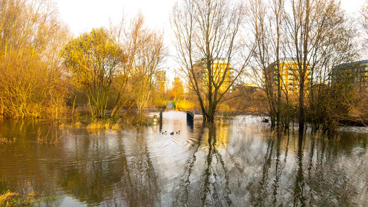 How #flood plains should be - #sutcliffepark this morning ⁦@Sutcliffe_Park⁩ ⁦@kidbrookeSE3⁩ - #rivers #urbangreeninfrastructure #London #SuDS