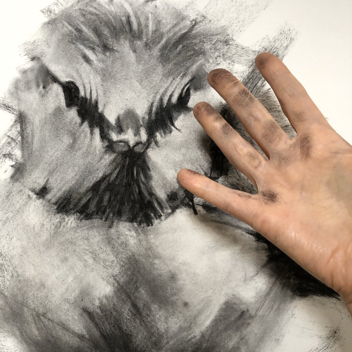 PauletteFarrell's tweet photo. Going large and getting dirty with Romeo #art #artist #bitdart #charcoal #drawing https://t.co/J1TKkrc8Tc